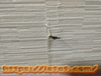 ���荇�킹��